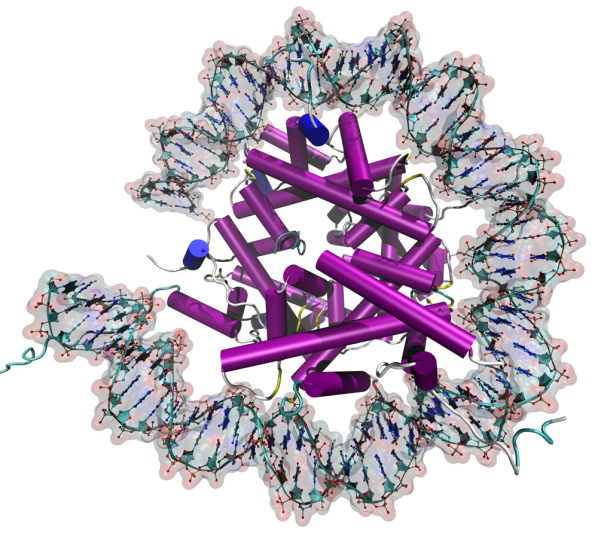 Nucleosome visualization